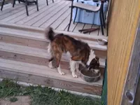 Destiny, a female Border Collie for sale in Lancing, TN – Photo 10 of 10