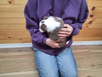 Apollo, a male Border Collie for sale in Lancing, TN – Photo 6 of 10