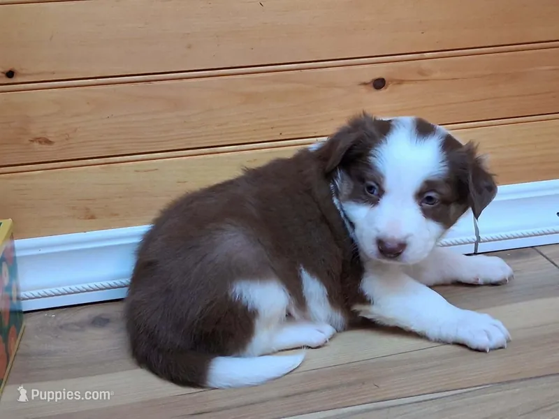 Apollo – Border Collie puppy for sale in Lancing, TN