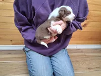 Apollo, a male Border Collie for sale in Lancing, TN – Photo 5 of 10