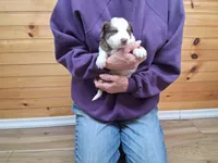 Apollo, a male Border Collie for sale in Lancing, TN – Photo 2 of 10