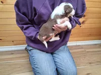 Apollo, a male Border Collie for sale in Lancing, TN – Photo 4 of 10