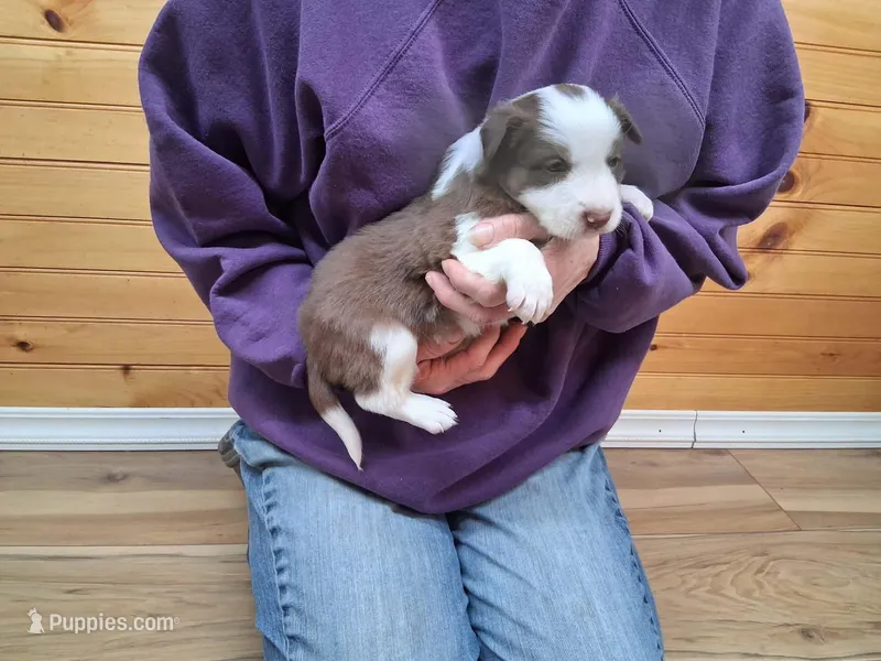 Apollo – Border Collie puppy for sale in Lancing, TN