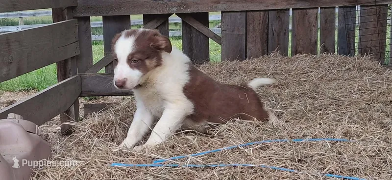 Apollo, a male Border Collie for sale in Lancing, TN – Photo 1 of 10