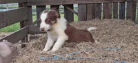 Apollo, a male Border Collie for sale in Lancing, TN – Photo 1 of 10