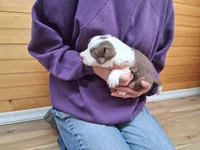 Apollo, a male Border Collie for sale in Lancing, TN – Photo 7 of 10