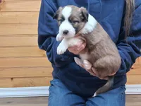 Daisy, a female Border Collie for sale in Lancing, TN – Photo 3 of 10