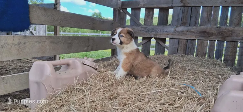 Daisy, a female Border Collie for sale in Lancing, TN – Photo 1 of 10