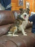 Daisy, a female Border Collie for sale in Lancing, TN – Photo 9 of 10