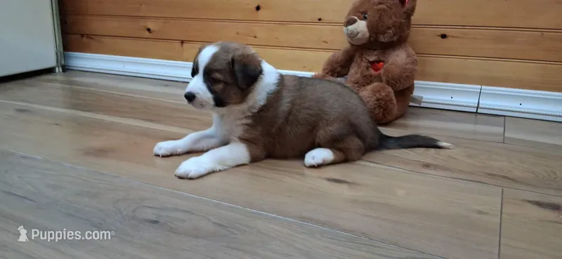 Daisy – Border Collie puppy for sale in Lancing, TN