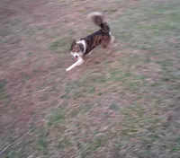 Daisy, a female Border Collie for sale in Lancing, TN – Photo 10 of 10