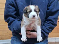 Daisy, a female Border Collie for sale in Lancing, TN – Photo 1 of 10
