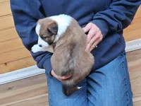 Daisy, a female Border Collie for sale in Lancing, TN – Photo 5 of 10