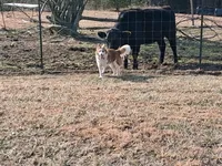 Daisy, a female Border Collie for sale in Lancing, TN – Photo 7 of 10