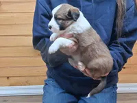 Daisy, a female Border Collie for sale in Lancing, TN – Photo 2 of 10