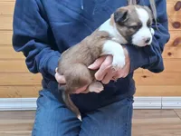 Daisy, a female Border Collie for sale in Lancing, TN – Photo 4 of 10