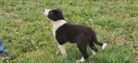 Hank, a male Border Collie for sale in Lancing, TN – Photo 4 of 10