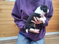 Hank, a male Border Collie for sale in Lancing, TN – Photo 3 of 10