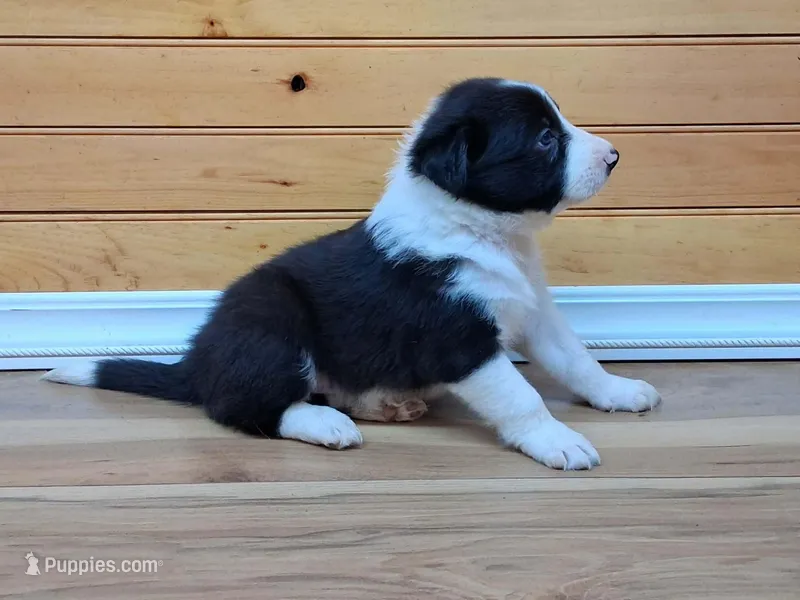 Hank – Border Collie puppy for sale in Lancing, TN
