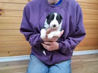 Hank, a male Border Collie for sale in Lancing, TN – Photo 5 of 10