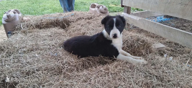 Hank – Border Collie puppy for sale in Lancing, TN