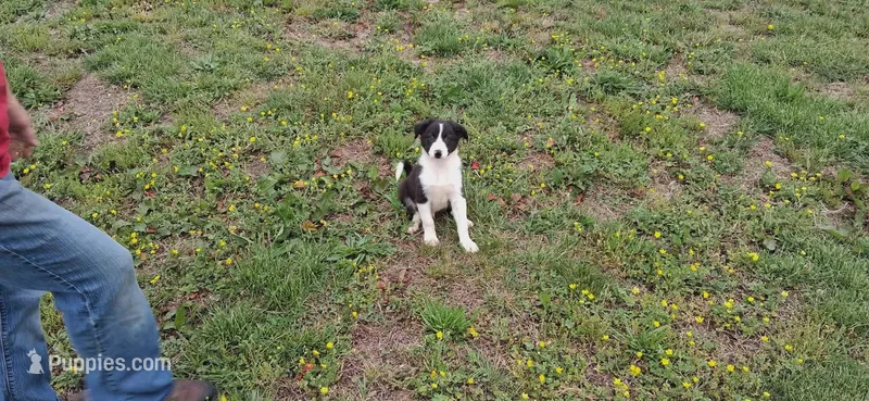 Hank – Border Collie puppy for sale in Lancing, TN