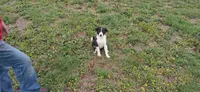 Hank, a male Border Collie for sale in Lancing, TN – Photo 6 of 10