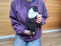 Hank, a male Border Collie for sale in Lancing, TN – Photo 4 of 10