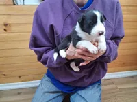 Hank, a male Border Collie for sale in Lancing, TN – Photo 1 of 10