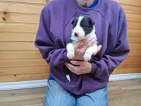 Hank, a male Border Collie for sale in Lancing, TN – Photo 10 of 10