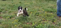 Hank, a male Border Collie for sale in Lancing, TN – Photo 5 of 10