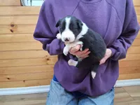 Hank, a male Border Collie for sale in Lancing, TN – Photo 2 of 10