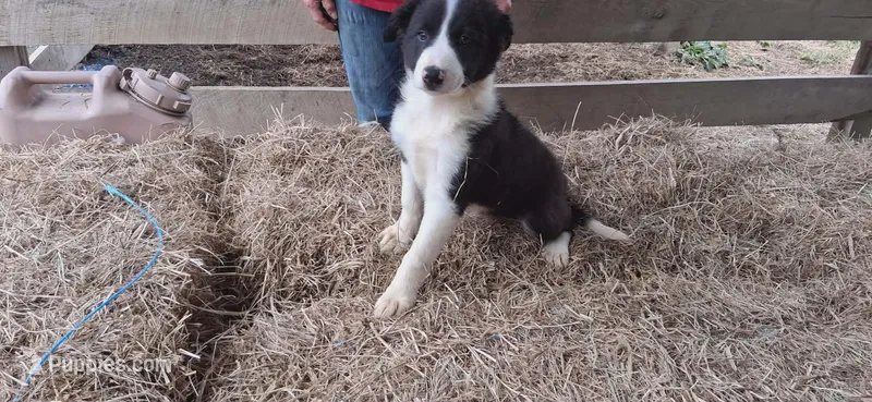 Hank, a male Border Collie for sale in Lancing, TN – Photo 1 of 10