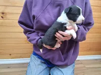 Hank, a male Border Collie for sale in Lancing, TN – Photo 6 of 10