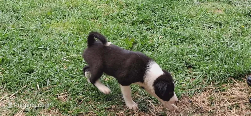 Hank – Border Collie puppy for sale in Lancing, TN