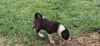 Hank, a male Border Collie for sale in Lancing, TN – Photo 3 of 10