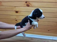 Max, a male Border Collie for sale in Lancing, TN – Photo 3 of 8