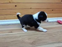 Max, a male Border Collie for sale in Lancing, TN – Photo 4 of 8