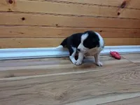 Max, a male Border Collie for sale in Lancing, TN – Photo 5 of 8