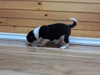 Max, a male Border Collie for sale in Lancing, TN – Photo 1 of 8