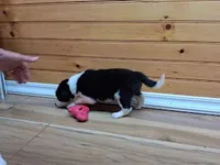 Max, a male Border Collie for sale in Lancing, TN – Photo 6 of 8