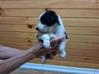 Max, a male Border Collie for sale in Lancing, TN – Photo 2 of 8