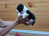 Sandy, a female Border Collie for sale in Lancing, TN – Photo 2 of 8