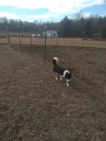 Sandy, a female Border Collie for sale in Lancing, TN – Photo 7 of 8