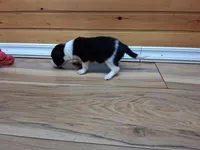 Sandy, a female Border Collie for sale in Lancing, TN – Photo 5 of 8