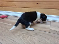 Sandy, a female Border Collie for sale in Lancing, TN – Photo 4 of 8