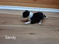 Sandy, a female Border Collie for sale in Lancing, TN – Photo 6 of 8