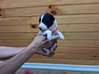 Sandy, a female Border Collie for sale in Lancing, TN – Photo 3 of 8