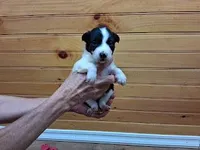 Sandy, a female Border Collie for sale in Lancing, TN – Photo 1 of 8