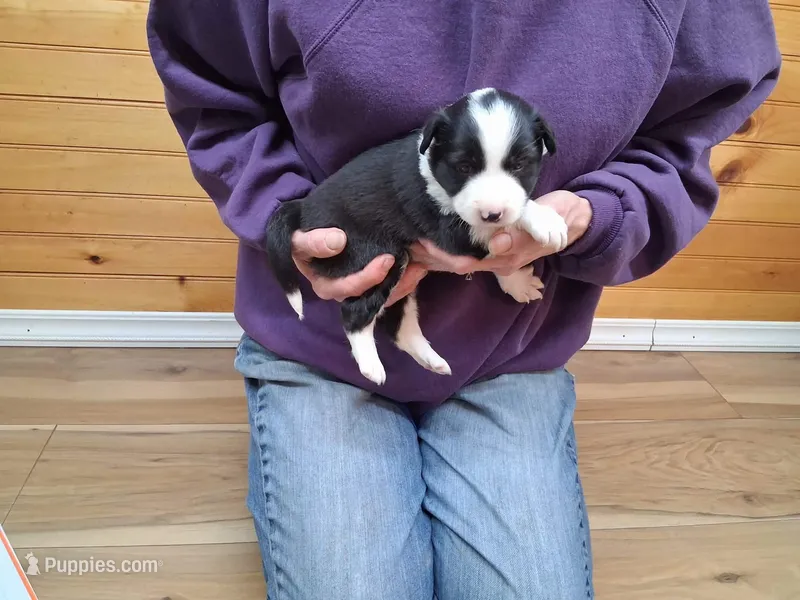 Mary – Border Collie puppy on hold in Lancing, TN